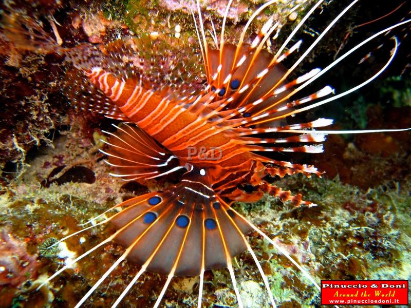 Papua Immersioni (Kavieng-New Hannover) - 10.jpg